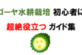 【超初心者向け】ベランダのゴーヤ水耕栽培で100個以上収穫を狙う人に書いた育て方まとめ